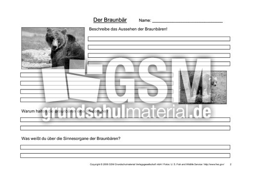 Braunbär-Fragen-2.pdf